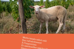 250901-visuels-AOC-Touraine-10b