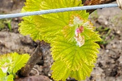 lundi-balade-dans-les-vignes-3