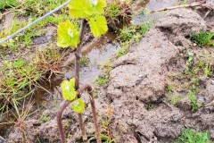 lundi-balade-dans-les-vignes-4