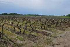 lundi-balade-dans-les-vignes-5